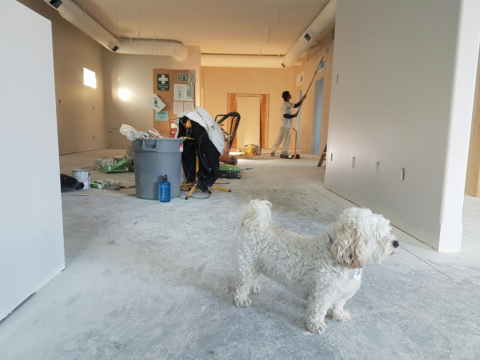 Pies rasy Bichon Frise stoi na tle remontowanego wnętrza, gdzie widać malarza pracującego nad ścianą. W pomieszczeniu znajdują się narzędzia budowlane oraz materiały do malowania.
